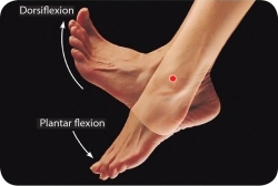Ankle Flexes